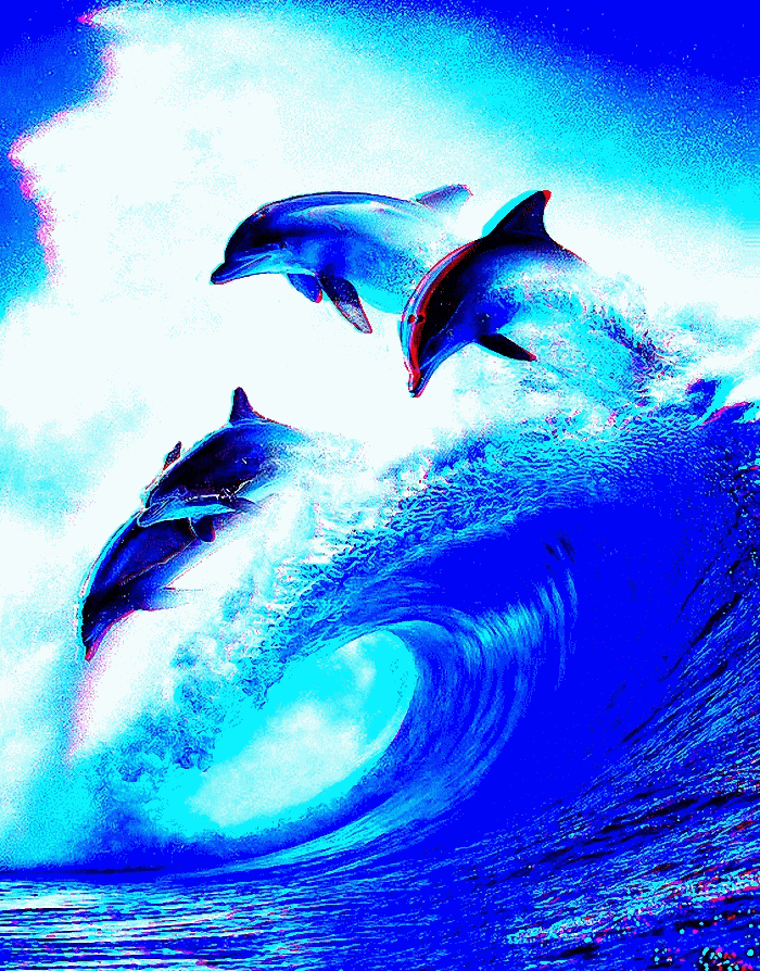 dolphin